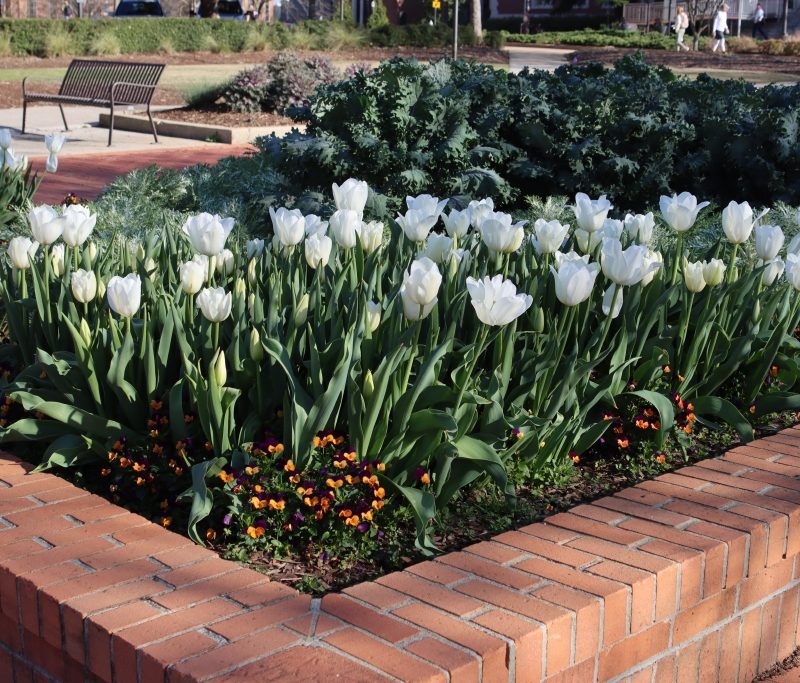 White Tulips in Raised Flowerbed